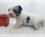Small Photo #5 French Bulldog Puppy For Sale in CARTHAGE, TX, USA