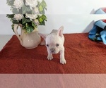 Small Photo #19 French Bulldog Puppy For Sale in GOSHEN, IN, USA