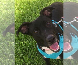 Labrador Retriever-Unknown Mix Dogs for adoption in Tomball, TX, USA