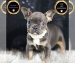Small Photo #98 French Bulldog Puppy For Sale in WARSAW, IN, USA