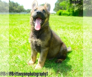 German Shepherd Dog Puppy for sale in MULBERRY, FL, USA