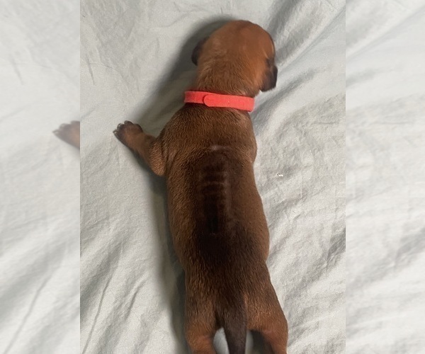 Medium Photo #4 Rhodesian Ridgeback Puppy For Sale in KELLER, TX, USA