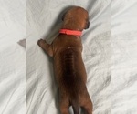 Small Photo #4 Rhodesian Ridgeback Puppy For Sale in KELLER, TX, USA