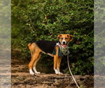 Small Beagle