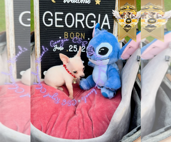 Medium Photo #11 Chihuahua Puppy For Sale in ATHENS, GA, USA