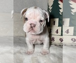Small Photo #1 English Bulldog Puppy For Sale in JOHNS ISLAND, SC, USA