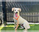 Small Parson Russell Terrier Mix