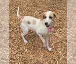 Small #2 Mutt