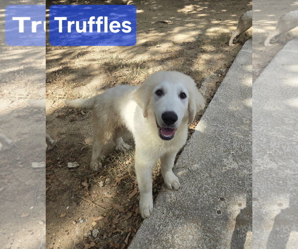 Medium Photo #1 Great Pyrenees Puppy For Sale in Spring, TX, USA