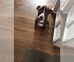 Small #4 Mutt