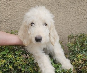 Labradoodle-Poodle (Standard) Mix Puppy for sale in SPRING HILL, FL, USA