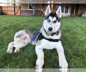 Radar - Male Siberian Husky Dog for Adoption - Photo #2