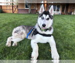 Small Photo #2 Siberian Husky Puppy For Sale in Polson, MT, USA