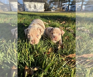 American Bully Puppy for Sale in MANSFIELD, Ohio USA