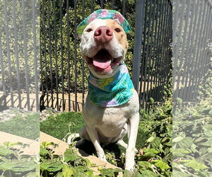 Kirby - Male American Pit Bull Terrier-Unknown Mix Dog for Adoption - Photo #7