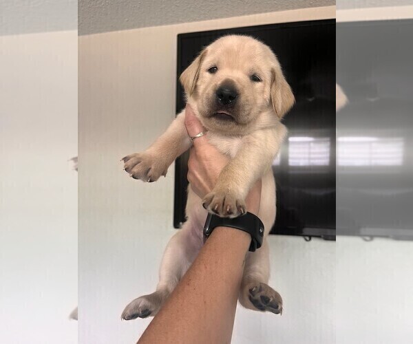 Medium Photo #17 Golden Labrador Puppy For Sale in PORT ORANGE, FL, USA