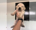 Small Photo #6 Golden Labrador Puppy For Sale in PORT ORANGE, FL, USA