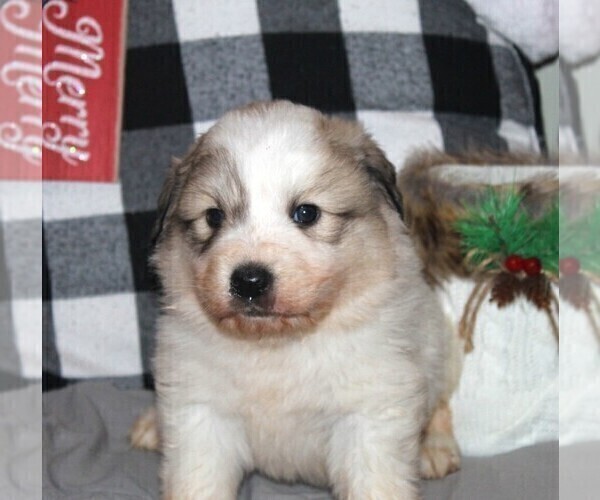 Medium Photo #2 Great Pyrenees Puppy For Sale in CLAYTON, WA, USA