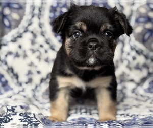 French Bulldog Puppy for Sale in NEWTON, New Jersey USA