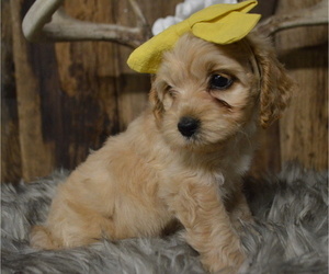 Cock-A-Poo Puppy for sale in HONEY BROOK, PA, USA