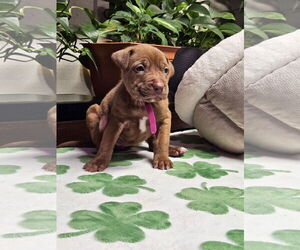 Mutt Dogs for adoption in Euless, TX, USA