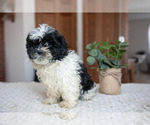 Small Photo #7 ShihPoo Puppy For Sale in BERNE, IN, USA