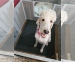 Small Photo #24 Poodle (Standard) Puppy For Sale in MOORESVILLE, NC, USA