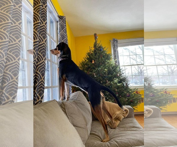 Medium Photo #5 Mutt Puppy For Sale in pomfret, CT, USA