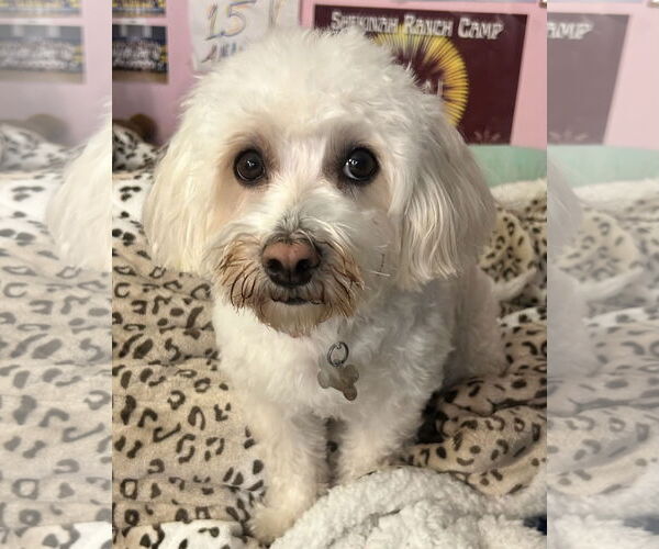 Medium Photo #1 Maltese-Unknown Mix Puppy For Sale in Westmont, IL, USA