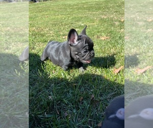 French Bulldog Puppy for sale in MANCHESTER, MI, USA