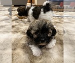 Small Photo #3 Shih Tzu-Shih-Poo Mix Puppy For Sale in SUNMAN, IN, USA