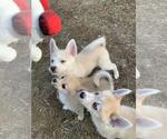 Small Photo #20 Pomsky Puppy For Sale in LOVELAND, CO, USA