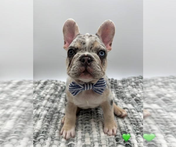 Medium Photo #2 French Bulldog Puppy For Sale in PLEASANTON, CA, USA