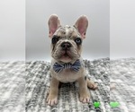 Small Photo #2 French Bulldog Puppy For Sale in PLEASANTON, CA, USA