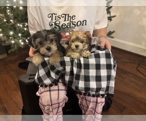 Morkie Litter for sale in HOUSTON, TX, USA