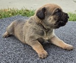 Puppy Oliver Cane Corso