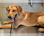Small Labrador Retriever Mix