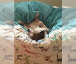 Small #1 Chihuahua Mix