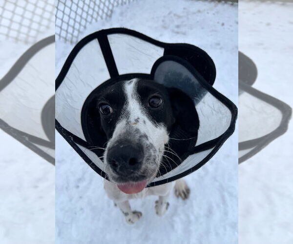 Medium Photo #3 Mutt Puppy For Sale in Pierceton , IN, USA