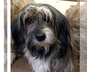 Havanese-Unknown Mix Dogs for adoption in Canton, CT, USA
