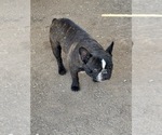 Small Photo #1 French Bulldog Puppy For Sale in SCOTTSDALE, AZ, USA