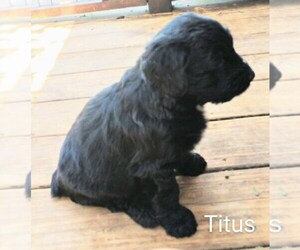 Aussiedoodle Puppy for sale in MARION, TX, USA