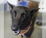 JUNIOR JOSH - Male Mutt Dog for Adoption - Small photo