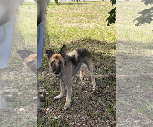 Medium Photo #3 German Shepherd Dog Puppy For Sale in Plantation, FL, USA