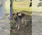 Small #2 German Shepherd Dog