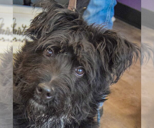 Medium Photo #7 Mutt Puppy For Sale in Huntley, IL, USA