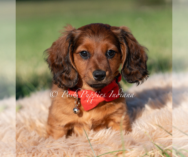 Medium Photo #35 Dachshund Puppy For Sale in WARSAW, IN, USA