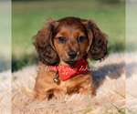 Small #2 Dachshund