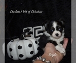 Small Photo #2 Chihuahua Puppy For Sale in HAMPTON, VA, USA
