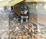 Small #10 Airedale Terrier